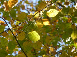 Sylvothérapie à l’entrée de l’automne !