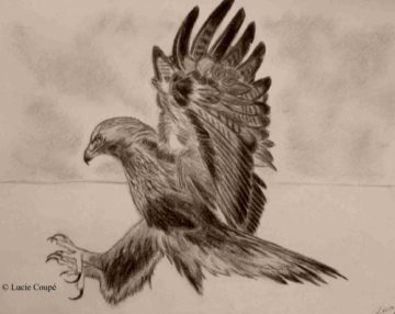 Aigle royal – Réf 06