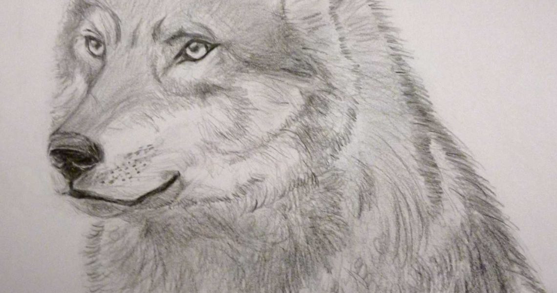 Loup Portrait – Réf 26