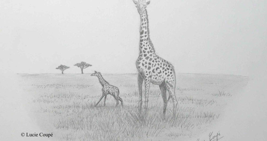 Girafes – Réf 29