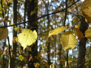 Sylvothérapie dans la fraîcheur de novembre