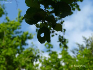 Balade sylvo-poétique